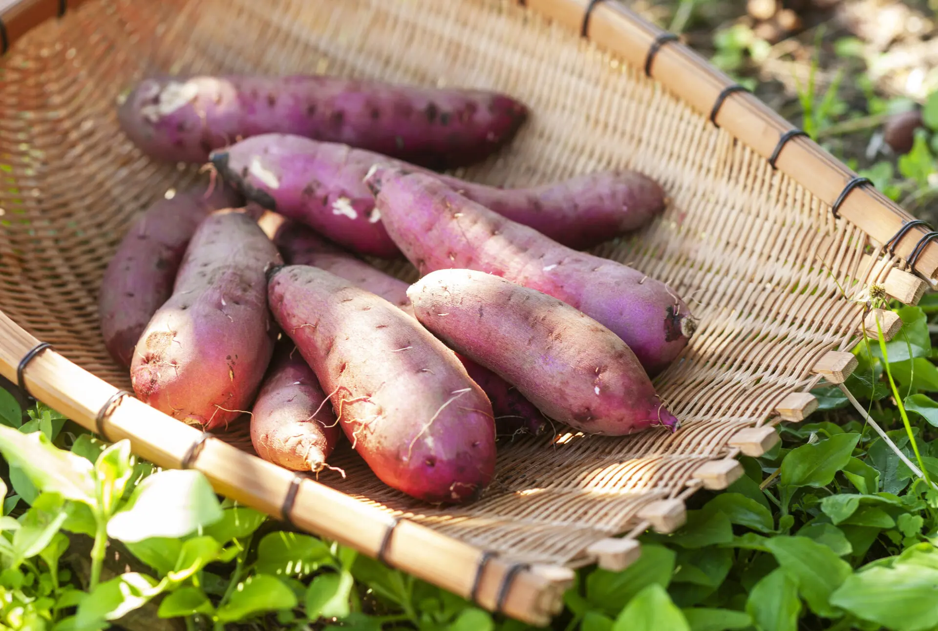 Natural farming 自然栽培ジャガイモ 知育 シュタイナー教育 知育 Natural farming 自然栽培ジャガイモ 知育 シュタイナー教育